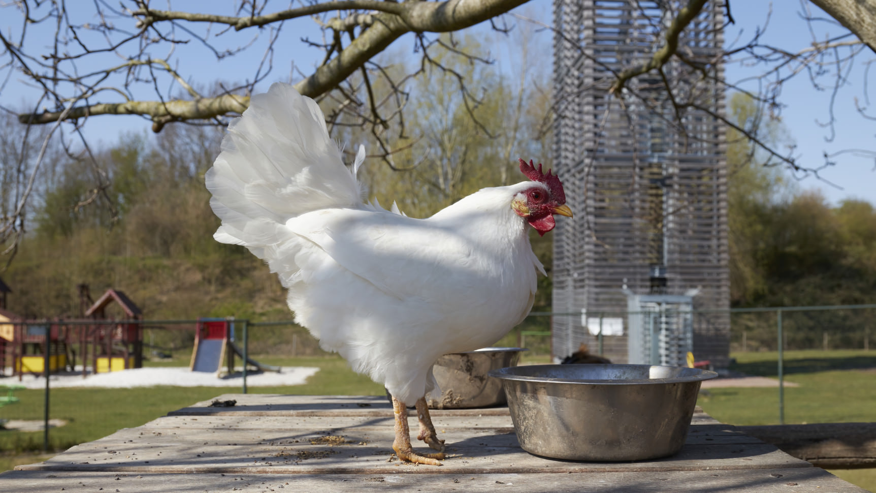 Vrouw met een retro fototoestel in de hand