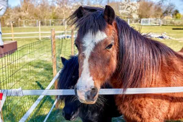 De Dwaze Herder